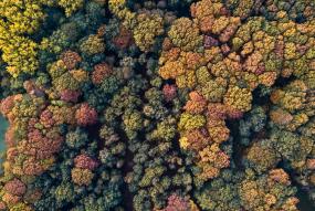 an aerial shot of forest