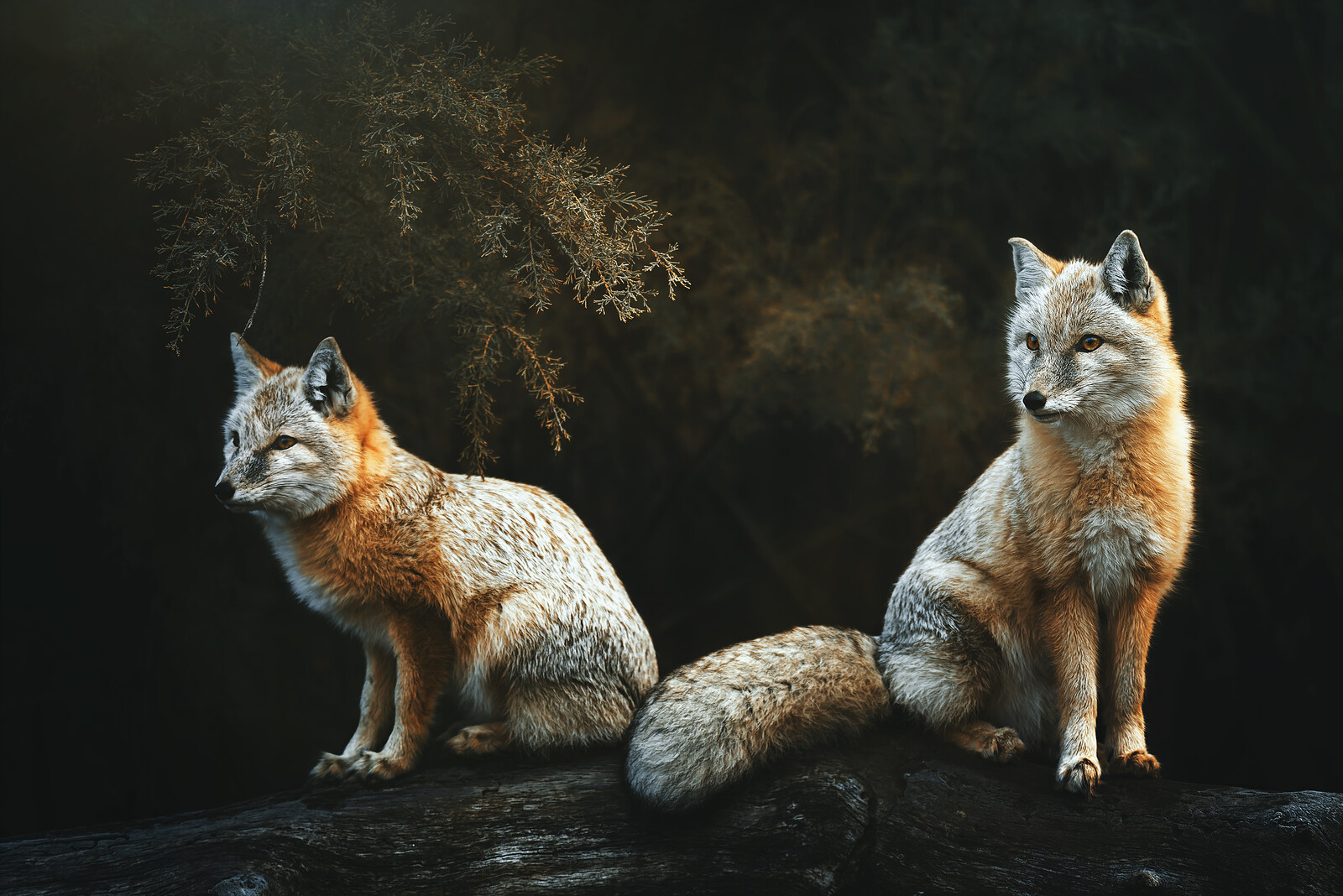 a photo of two foxes