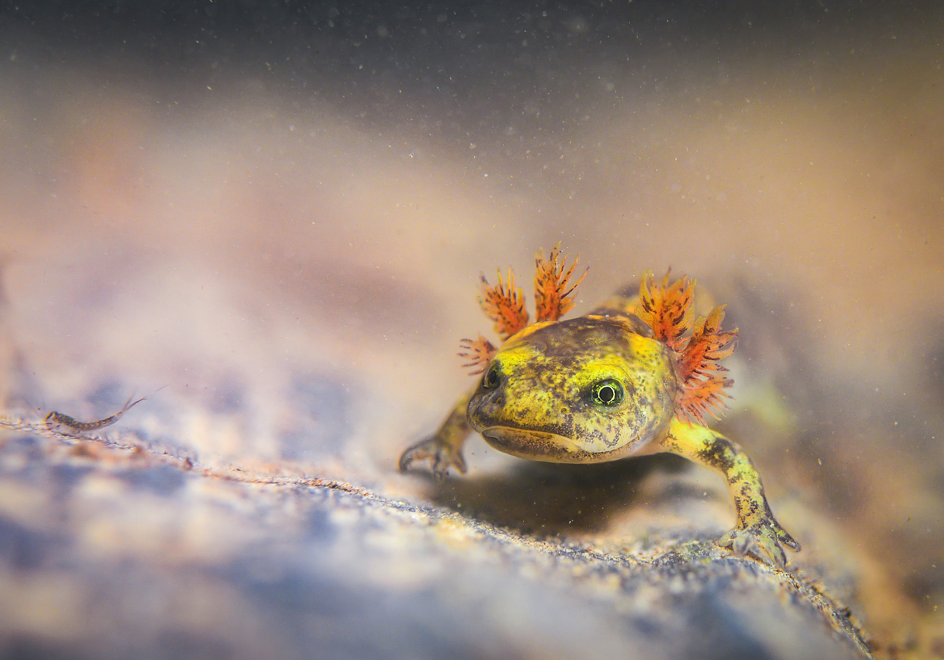 a photo of a salamander