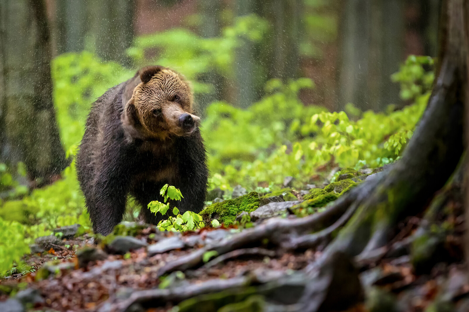 a photo of a bear shaking off water in a forest