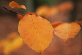 two autumn leafs on a tree branch