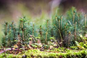 a forest made of pine twigs