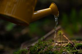 a pine twig being watered by a yellow can