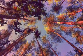 upwards view from a forest with a group of treetops