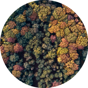 an aerial shot of multi colored forest