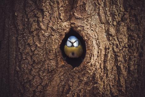 a picture of a bird emerging from a hollow tree