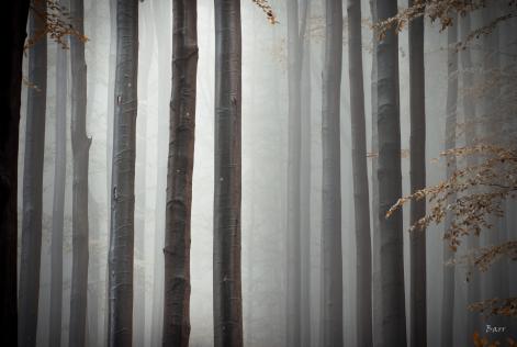 "bukový les v mlze"