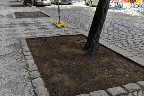 a tree on the street of Prague