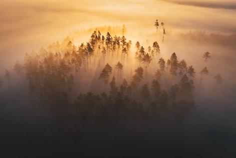 mysterious forest photo