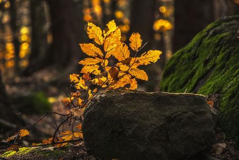 rock with autumn leaves