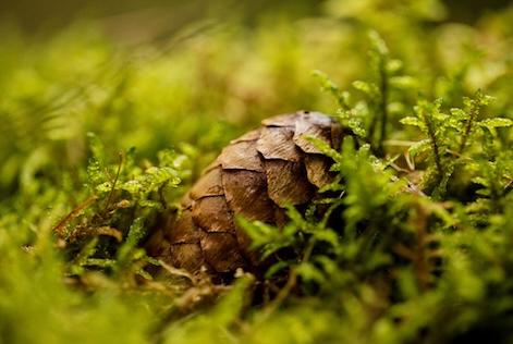 a picture of a pine cone by Václav Zbořil