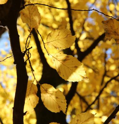 a tree branch with yellow leaves