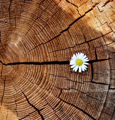 a cut log with a flowerbud