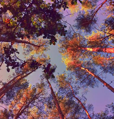 upwards view from a forest with a group of treetops