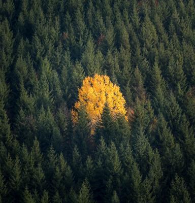 a single leafed tree surrounded by a pine forest