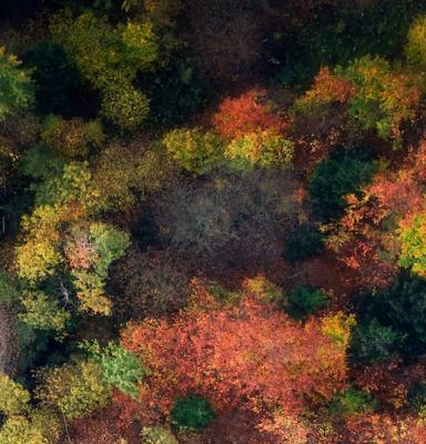 an aerial photo an autumn forest