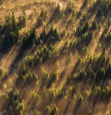 an aerial shot of a forest in the morning light