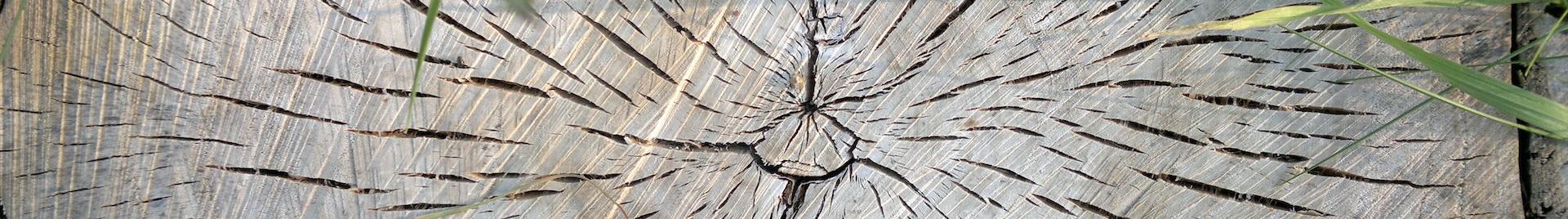 an image of a cut wooden log