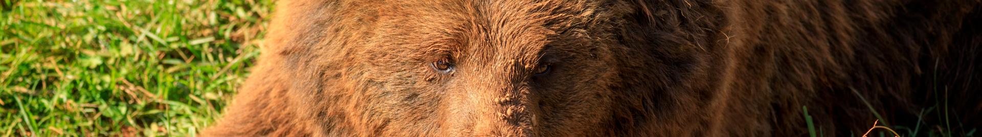cantabarian bear close-up