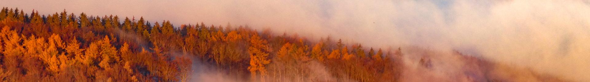 foggy autumn forest