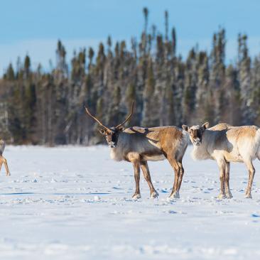 a pack of caribou with a winter forest in background
