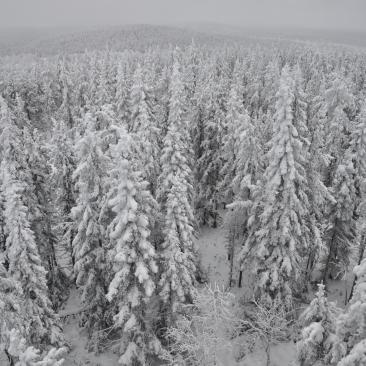 a winter forest photograph