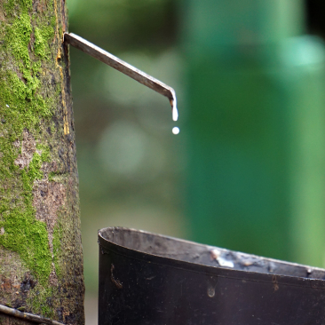 an image of natural rubber harvestation