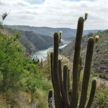 a photo of a cactus in a south american countryside