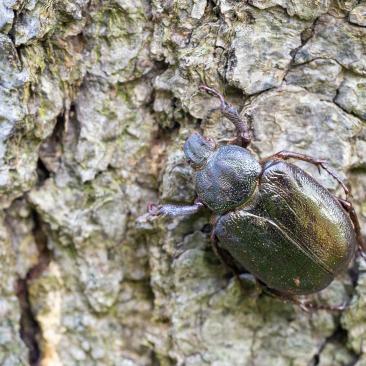 a photo of a beetle