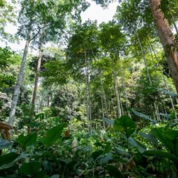 gabonese tropical forest