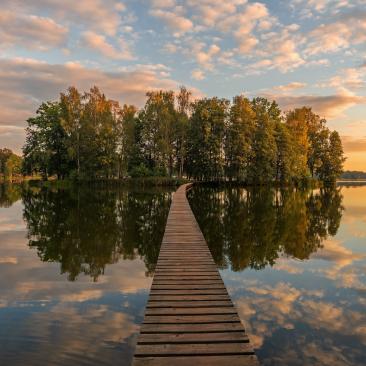 a forest in the middle of a lake